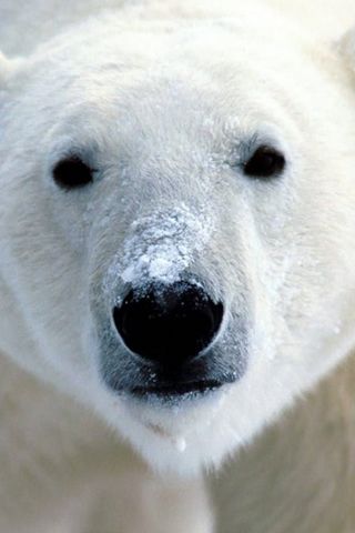 polar_bear.jpg